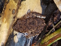 Oreobates quixensis