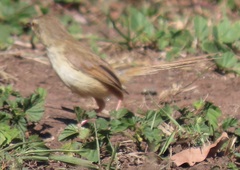 Prinia subflava affinis