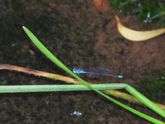 Pseudagrion australasiae