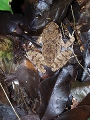 Oreobates quixensis