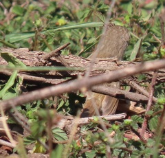 Prinia subflava affinis