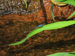 Pseudagrion australasiae