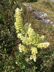 Stenanthium leimanthoides