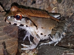 Leptodactylus pentadactylus