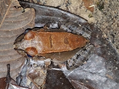 Leptodactylus pentadactylus