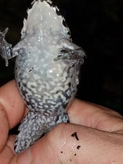 Leptodactylus pentadactylus