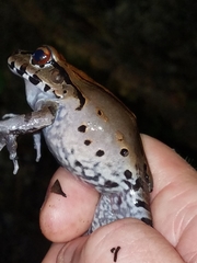 Leptodactylus pentadactylus