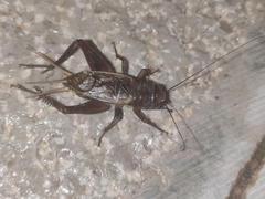 Teleogryllus derelictus