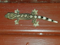 Thecadactylus solimoensis