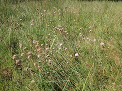 Armeria maritima elongata