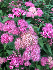 Spiraea japonica