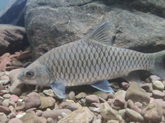 Tor tambra