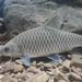 Acehnese Mahseer - Photo (c) 刘光裕 Liu Guangyu, some rights reserved (CC BY-NC), uploaded by 刘光裕 Liu Guangyu