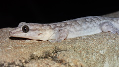 Phyllopezus pollicaris