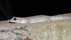 Phyllopezus pollicaris