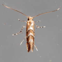 Lithocolletinae
