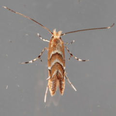 Lithocolletinae