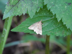 Phalaenostola eumelusalis