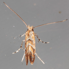 Lithocolletinae