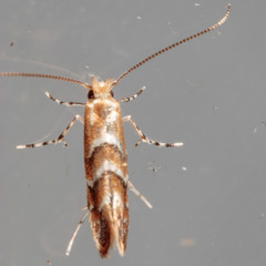 Lithocolletinae