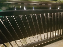 Larinioides sclopetarius