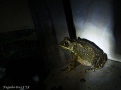 Duttaphrynus melanostictus