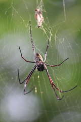 Trichonephila antipodiana