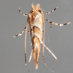 Lithocolletinae