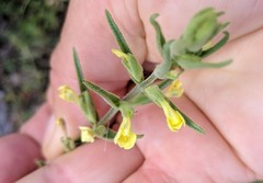 Odontites glutinosus