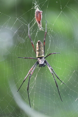 Trichonephila antipodiana