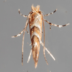 Lithocolletinae