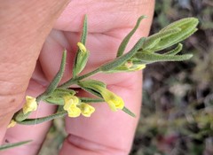 Odontites glutinosus