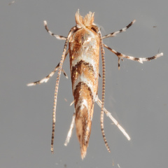 Lithocolletinae