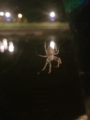 Larinioides sclopetarius