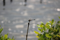 Ictinogomphus decoratus