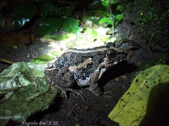 Fejervarya limnocharis