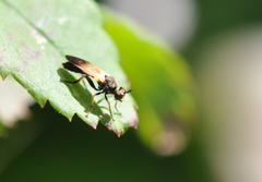 Eudioctria sackeni