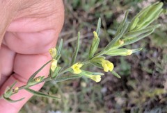 Odontites glutinosus