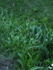 Plantago lanceolata