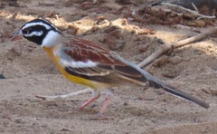 Emberiza flaviventris flaviventris