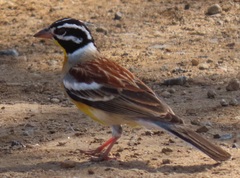 Emberiza flaviventris flaviventris
