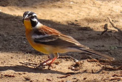 Emberiza flaviventris flaviventris