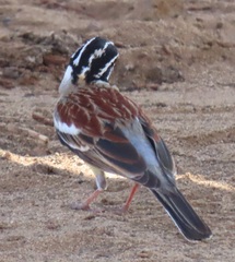 Emberiza flaviventris flaviventris