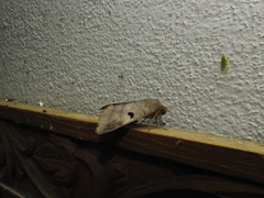 Thyas coronata