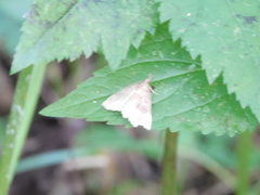 Phalaenostola eumelusalis