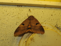 Thyas coronata