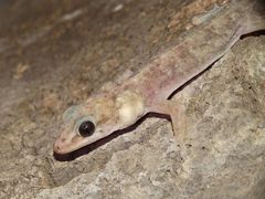 Phyllopezus pollicaris