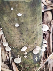 Favolaschia xtbgensis