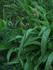 Plantago lanceolata