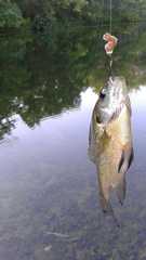 Lepomis macrochirus macrochirus